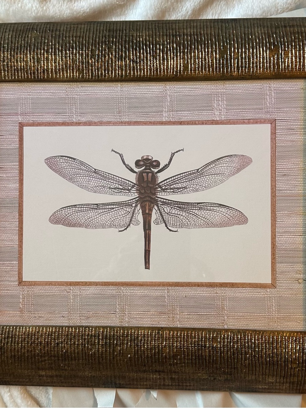 Framed vintage dragonfly wall art